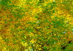 2022.10.15 - 005 "Autumn Leaves"