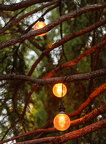 2022.10.26 - 016 "Tree Lights"